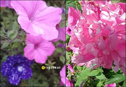 Пионы и петунии не вызывают аллергию