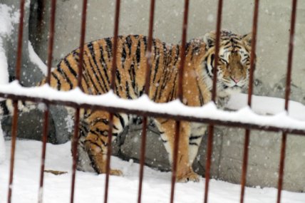 Амурський тигр у вольєрі