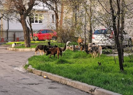 Стаи собак в Мариуполе