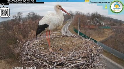 Аист на гнезде в Леляках. Источник — facebook.com/nppPiriatinskiy
