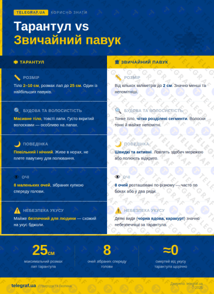 Как отличить тарантула от других пауков