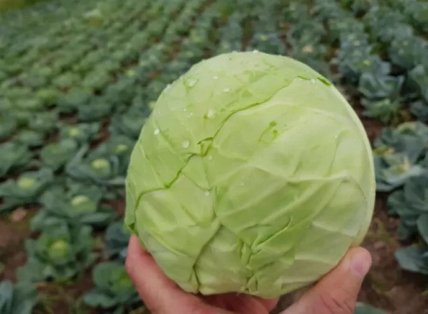 Капуста Капитал