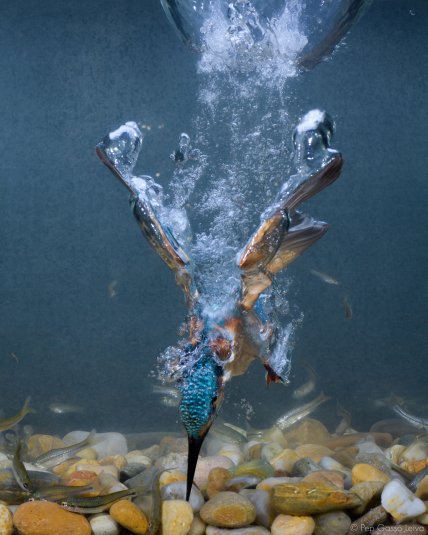 Птица рыбалка