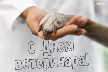день ветеринара поздравления открытки и картинки