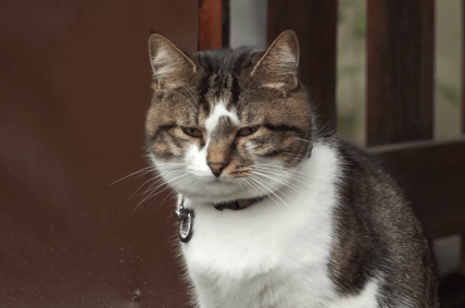 Кот Мурчик