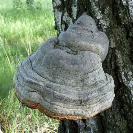 гриб трутовик