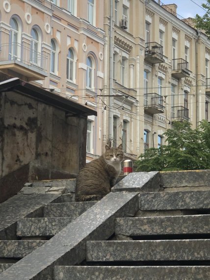Кішка на площі Українських Героїв у Києві