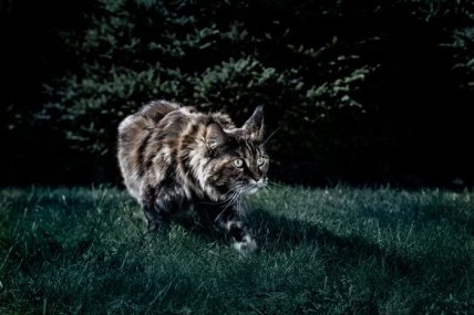 Кошки обычно охотятся ночью