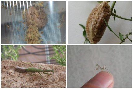 Размножение богомолов