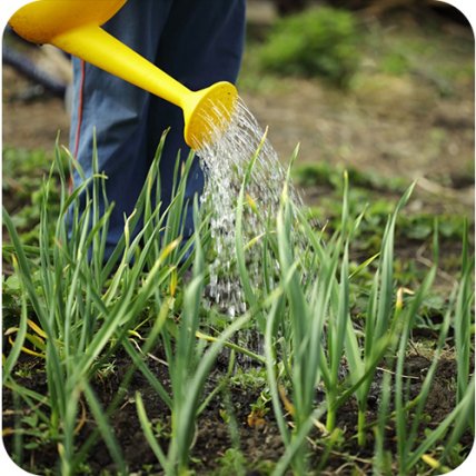 зелена цибуля жовта