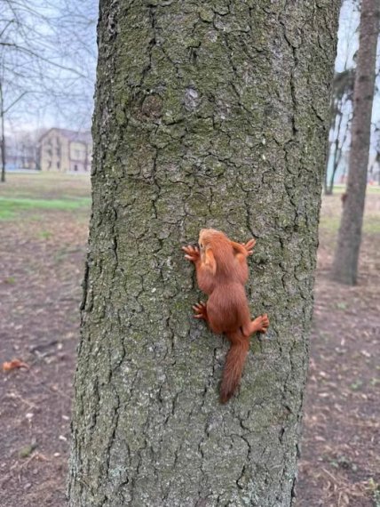 Маленький бельчонок, выпавший из гнезда