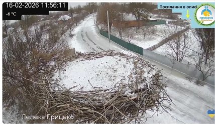 Одарка и Грицько – гнездо