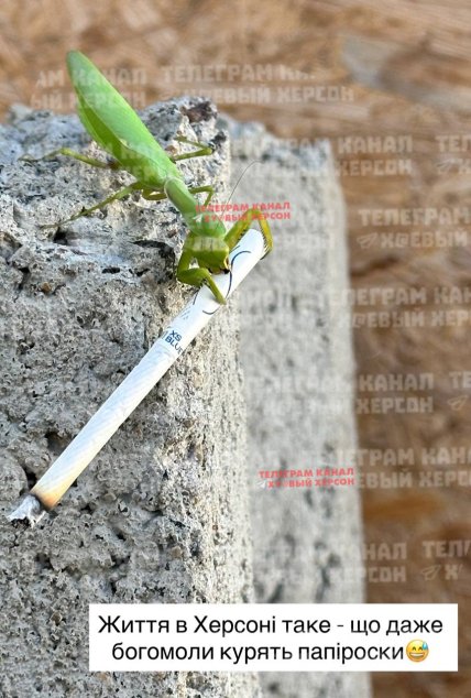 Богомол держит в лапах папиросу