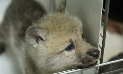 У Китаї клонували арктичного вовка, який знаходиться на межі зникнення (ФОТО) 2