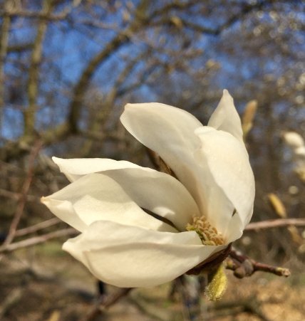 Магнолія Лебнера у Ботсаду в Києві