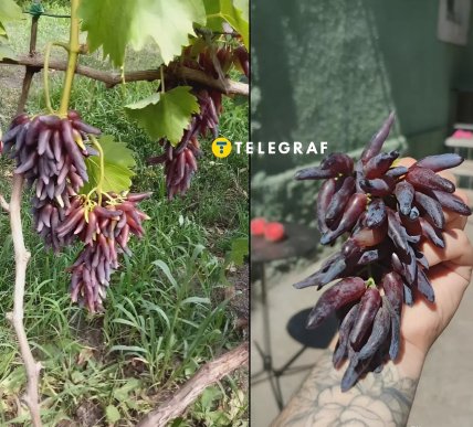 Як виглядає виноград Геловін або Відьомські пальці