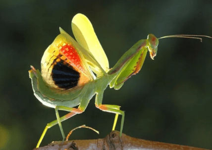 В Украине продают цветочного восточного богомола