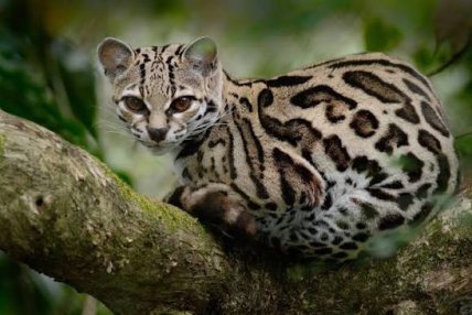 Маргай (Leopardus wiedii). Фото: Facebook