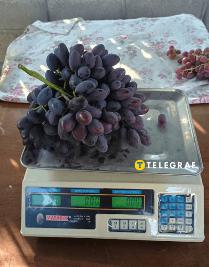 Виноград український сорт Каталонія як виглядає і скільки важить