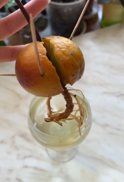 паросток з кісточки авокадо у воді