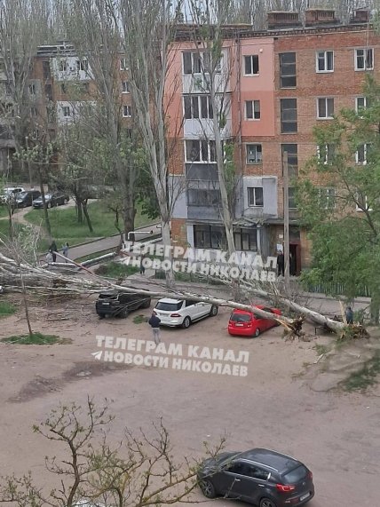 Дерева впали на автомобілі в Миколаєві