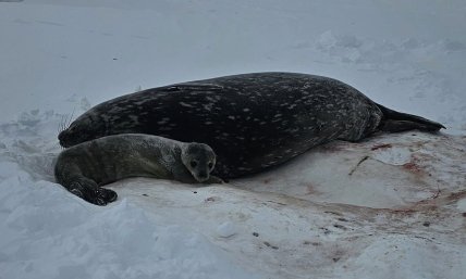 Новонароджене тюленя Ведделла