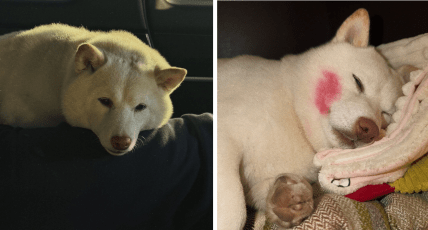 Даша Астафьева собаки