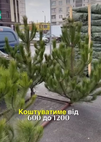 Сосна крымская