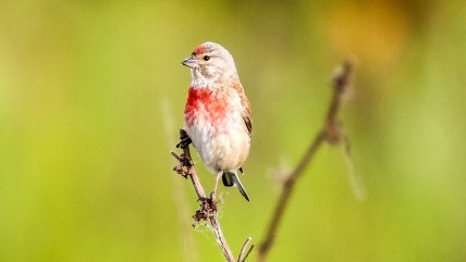 Конопляночка