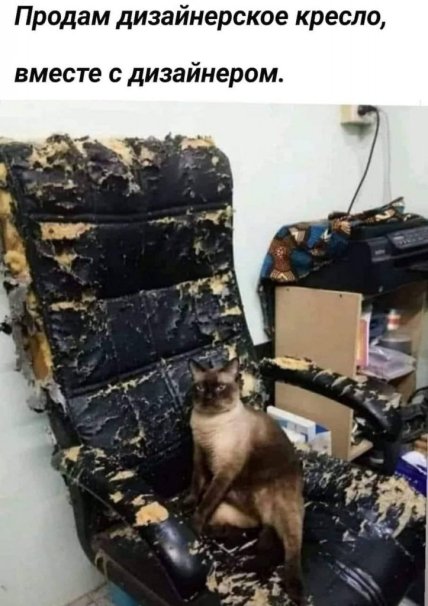 Приколы про котов