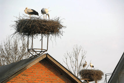 Лелеки на будинку
