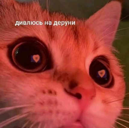 Мем з котом із серцями в очах дивлюся на драники