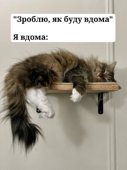 Кот ленивый спит мем