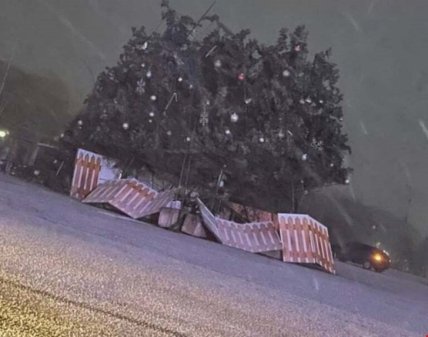 Упала елка в Александрии