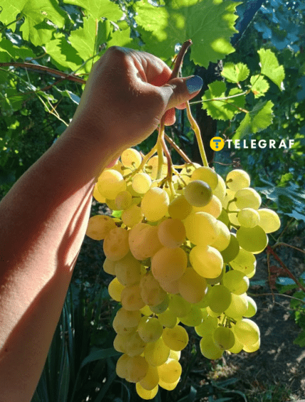 Как получить хороший урожай винограда, секреты