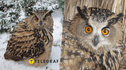 Сову Пугач знайшли пораненою в Дніпрі