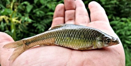 Чебачек амурский