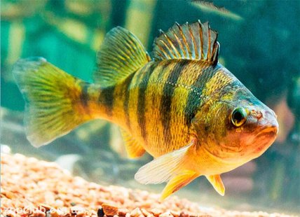 Желтый окунь