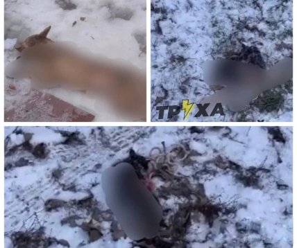 В Харкові з’явився живодер