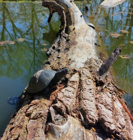 Черепахи в Чернигове