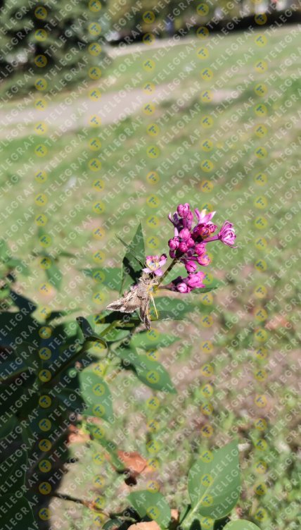 Бузок цвіте вдруге в Кам'янському