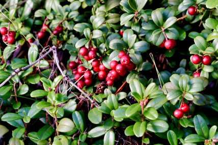 брусниця ягоди