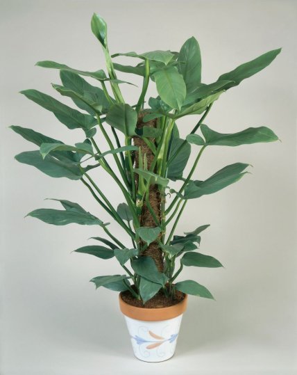 Філодендрон фото