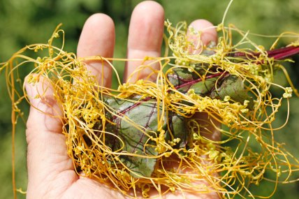 "Рослина-вампір" повитиця