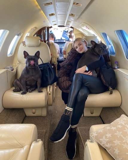 Французские бульдоги Александра Зинченко