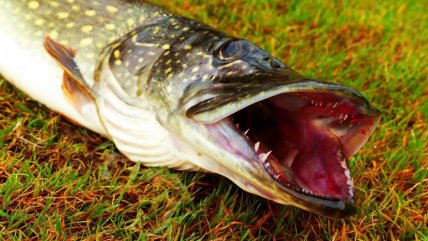 Как выглядит щука