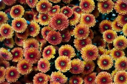 Хризантемы почему нужно посадить