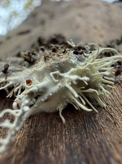 Метелик, якого вразив гриб Akanthomyces або Cordyceps