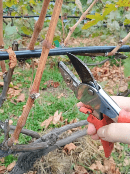 Обрізка винограду