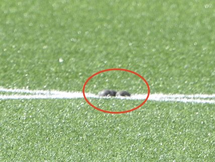 Через некоторое время ржанка отложила уже три яйца